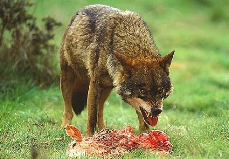 El gobierno vulnera derechos de los ganaderos para otorgar otros al lobo