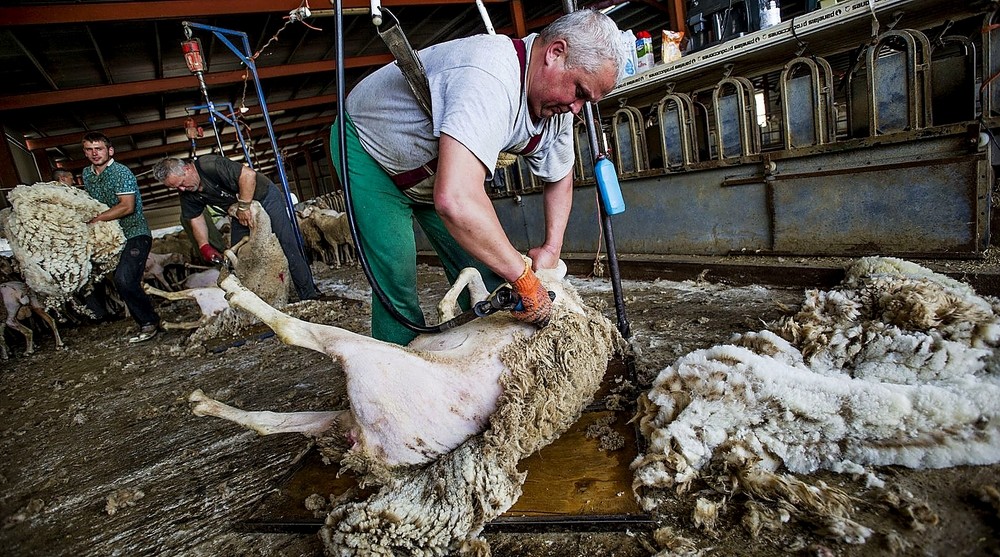 El Esquileo: Un oficio que no se extingue por necesario pero en nuestras tierras ya no se aprende