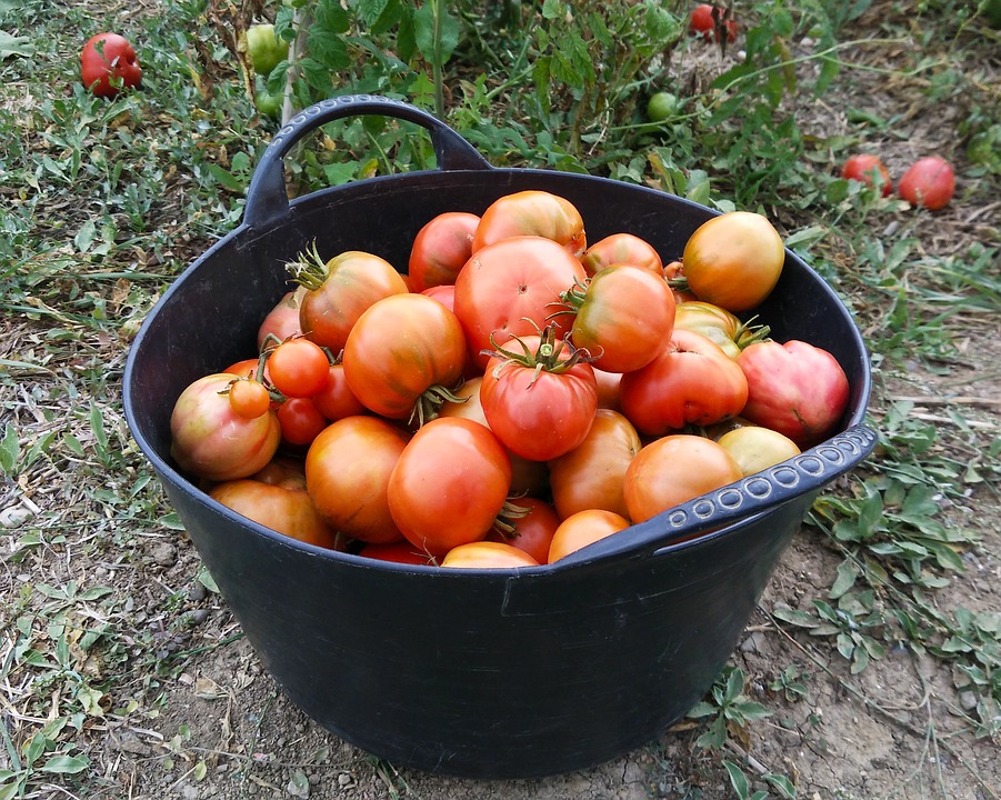 En los últimos años se han perdido mas de 2.200 hectáreas de cultivo de tomate en Andalucía