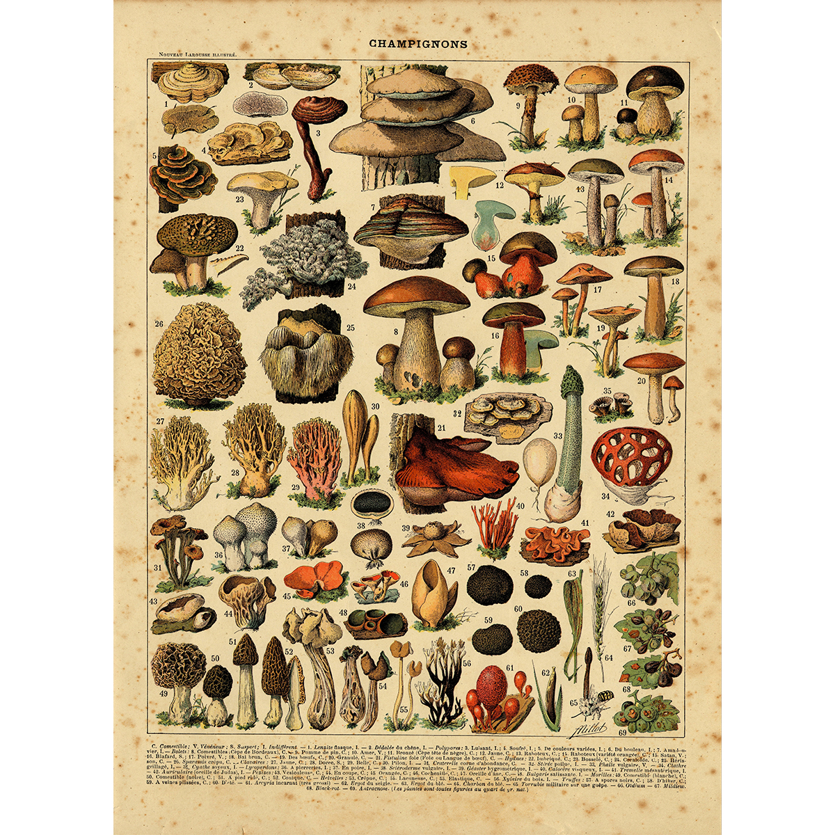 Vintage mushrooms print