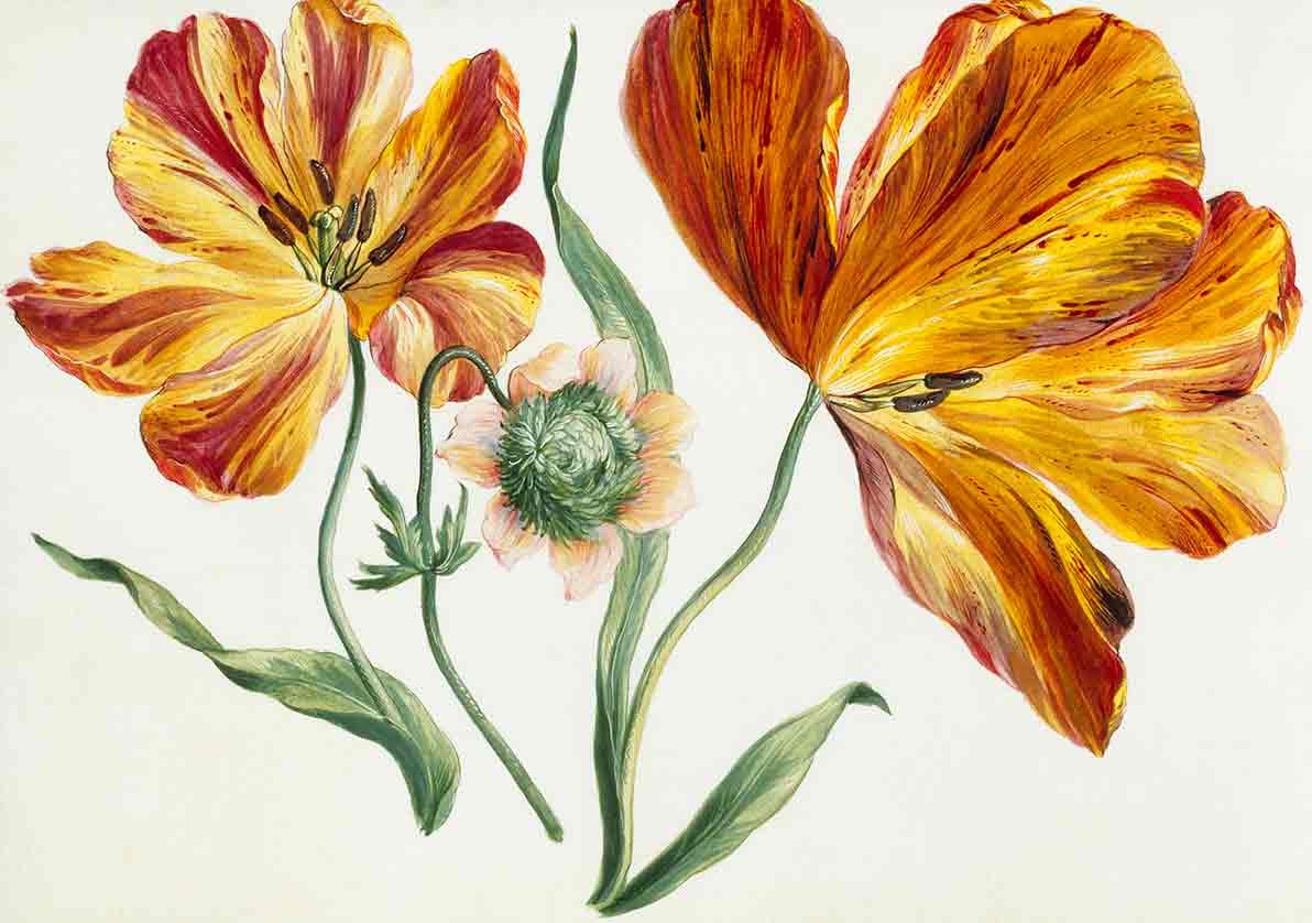 Flowers with large orange petals, flower study (custom print) Flowers with large orange petals, flower study (custom print)