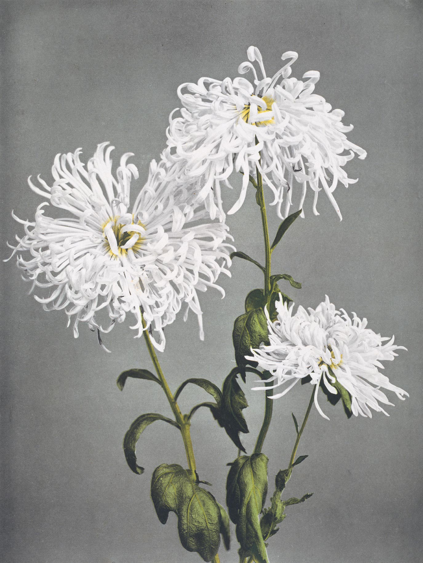 Chrysanthemum from Some Japanese Flowers (custom print)