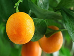 Naranjas de Valencia