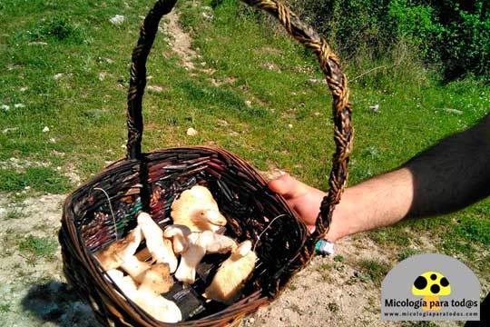  Descubre el mundo de la micología