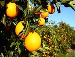 naranjas de Valencia