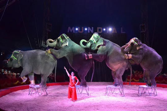 entradas circo mundial valencia gran circo mundial entradas vip para el gran circo entradas circo mundial valencia gran circo mundial entradas vip para el gran circo