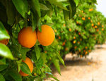 Naranjas de valencia