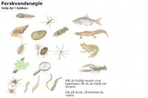 Illustration: Kim Svarer Ferskvandsnøgle