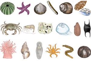 Illustration: Kim Svarer Strandnøgle