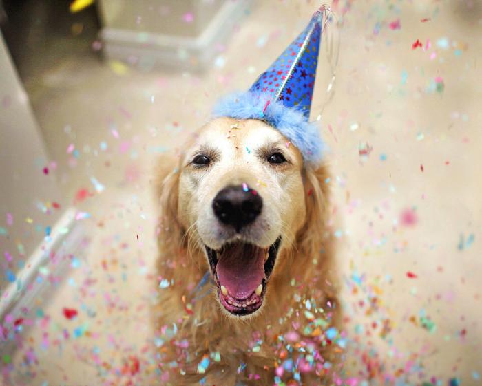 Beest feest