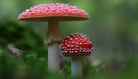 La secuenciación genética de dos especies de setas, clave para el desarrollo futuro de nuevos fármacos