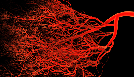 Identifican una diana que podría revertir la angiogénesis en tumores malignos