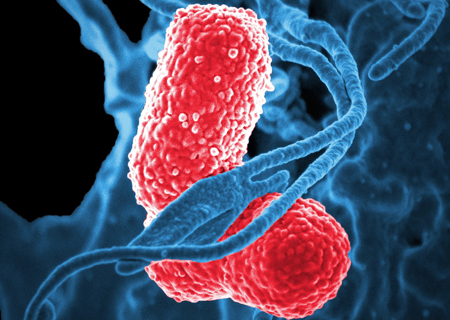 Identificada una mutación implicada en la respuesta y tolerancia a diferentes antibióticos