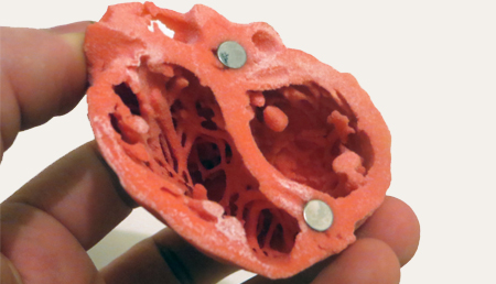 Una enzima podría alterar la función diastólica y contribuye a la hipertrofia cardíaca