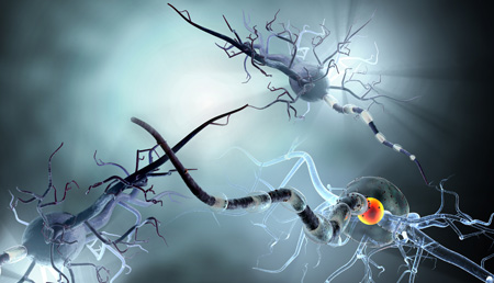 El ácido elágico podría tener un efecto neuroprotector frente a la esclerosis múltiple