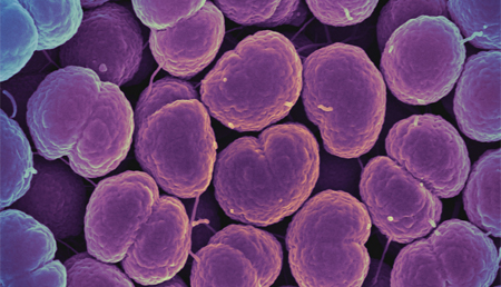 Se desarrolla un prototipo de sistema de almacenamiento molecular de ADN compuesto por bacterias