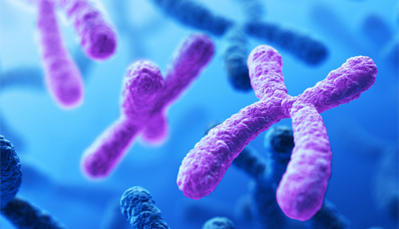 La histona 1, el guardián de la estabilidad del genoma