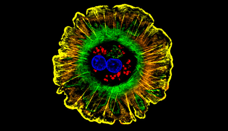 Investigadores de la UCO desarrollan un nuevo sistema de trasplantes de hígado que predice la compatibilidad entre el donante y receptor