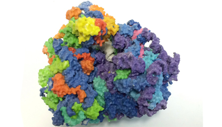 Un nuevo punto de regulación de la biogénesis ribosomal para tratar el cáncer y el síndrome 5q-