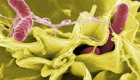 Un estudio describe un mecanismo molecular implicado en la virulencia de la salmonela