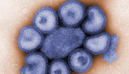 El virus de la gripe construye su propio orgánulo para transportar las moléculas