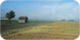 moneaf