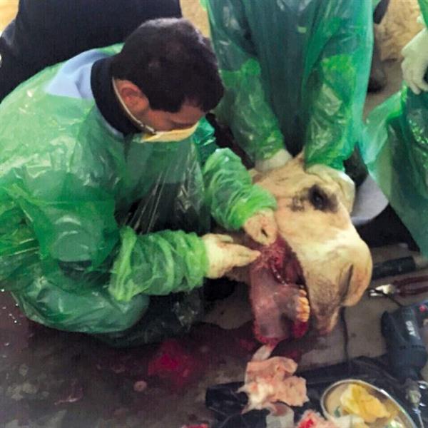 جراحة عاجلة لإصلاح براطم بعير قيمته مليونا ريال جراحة عاجلة لإصلاح براطم بعير قيمته مليونا ريال