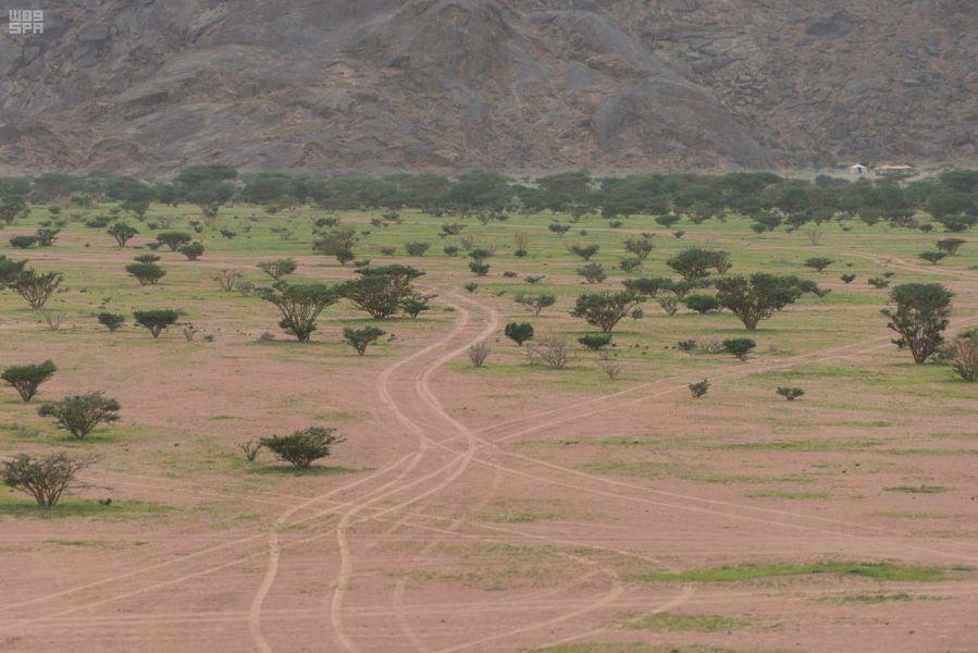 شاهد.. متنزهات بيشة الخضراء: تنوع طبيعي ومساحات خضراء تجذب الزائرين شاهد.. متنزهات بيشة الخضراء: تنوع طبيعي ومساحات خضراء تجذب الزائرين