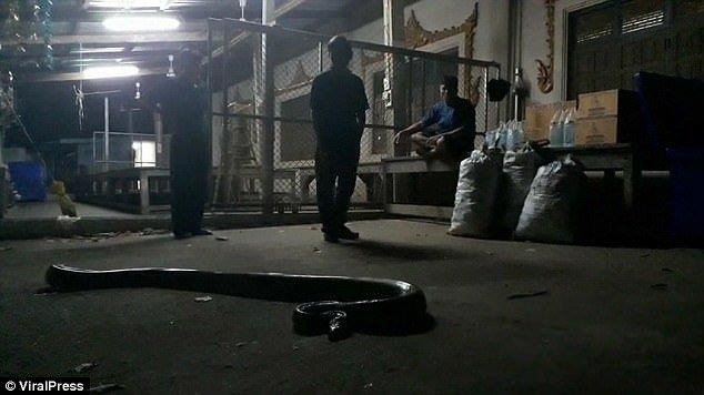 أفعى ضخمة تخنق رجلاً حتى الموت أمام شقيقته