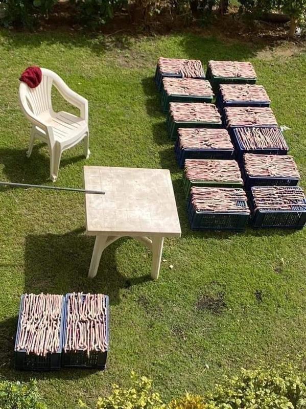 اكل الثعابين 