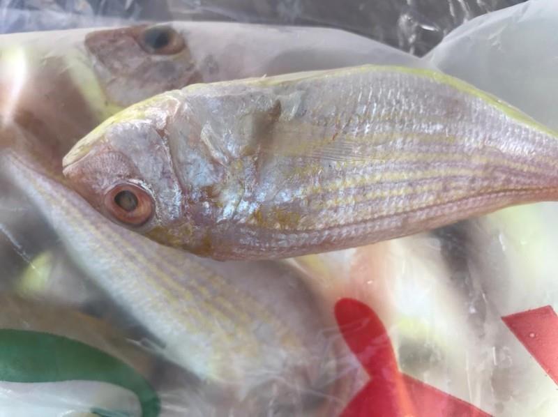 الخرج: مصادرة 111.5 كيلو من الأسماك والروبيان 