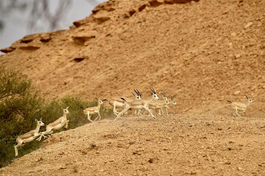 تسجيل 15 ولادة جديدة لظباء الريم بمتنزه الغاط