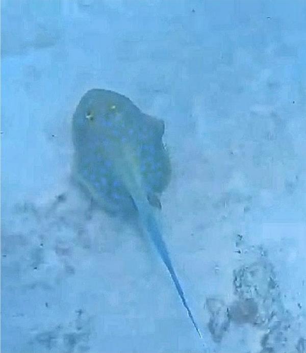 غواص يرصد حياة المخلوقات البحرية في أعماق البحر بجزر فرسان