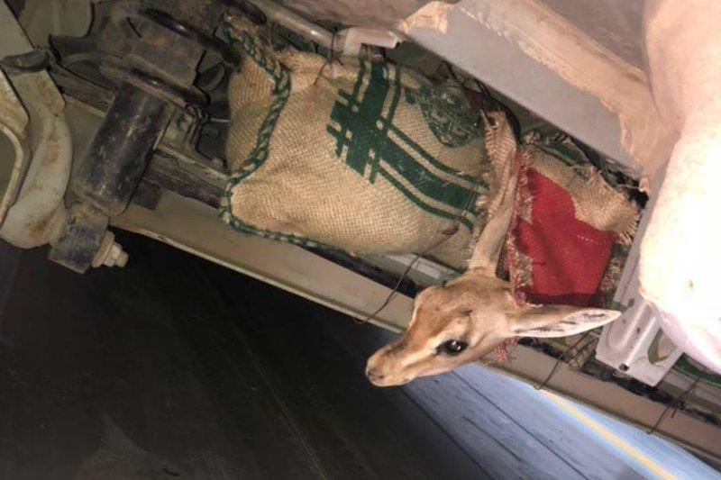 بالصور.. إحباط محاولة مواطن لتهريب غزلان 