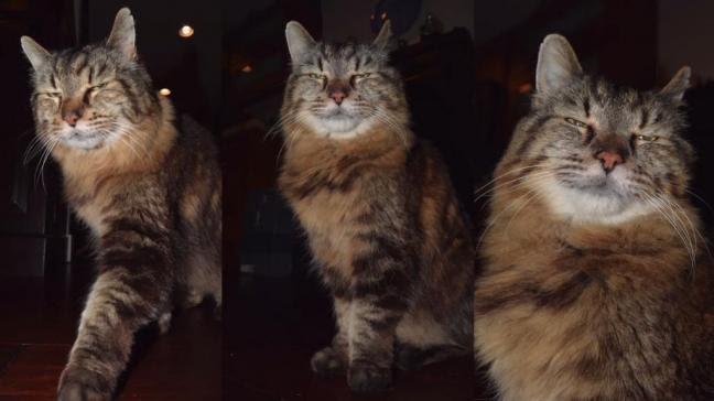 أكبر قط في العالم عمره 26عامًا.. صور أكبر قط في العالم عمره 26عامًا.. صور