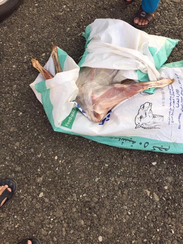 أمانة جدة تضبط ٢٩ سيارة مخالفة وتُحبط تهريب ٢٧٦ ذبيحة فاسدة في ثاني أيام عيد الأضحى