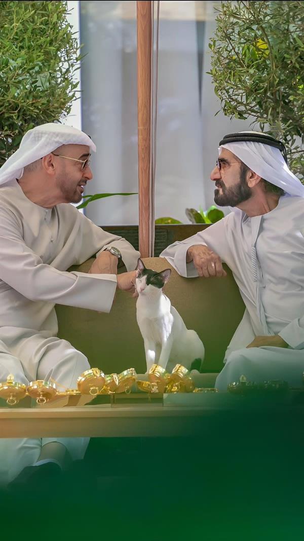 قطة تخطف الأنظار خلال لقاء محمد بن زايد ومحمد بن راشد