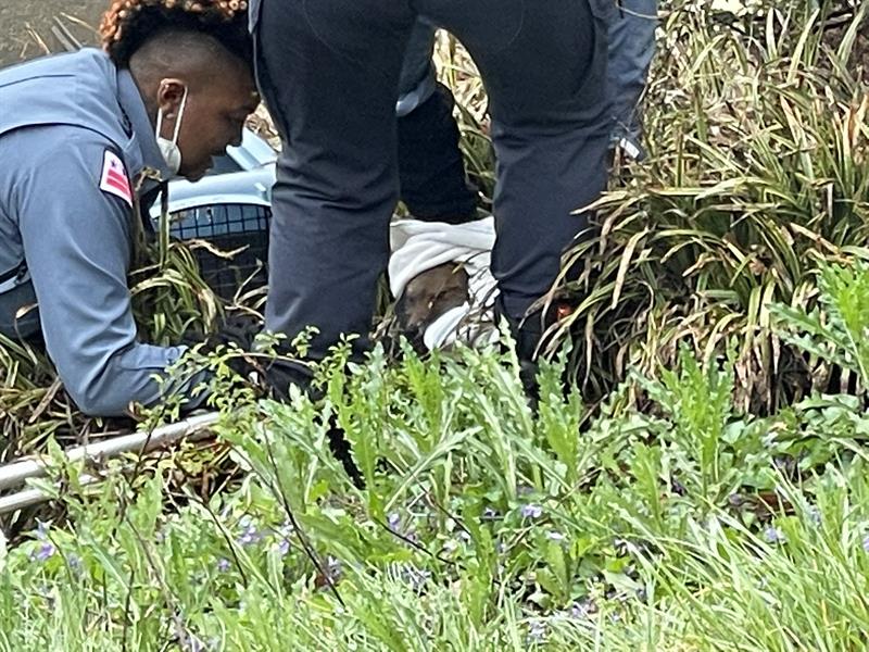 ثعلب يهاجم ويعض المارة قرب 