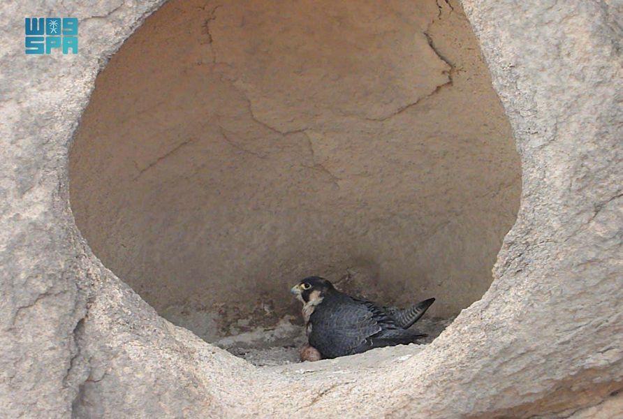 إنتاج 60 فرخًا من الصقور المهددة بالانقراض