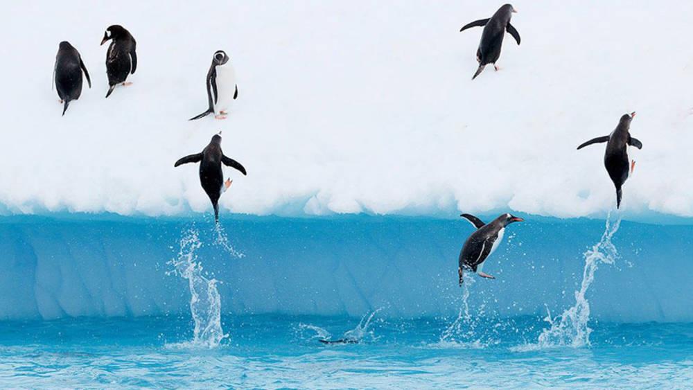 طيور البطريق الطائرة