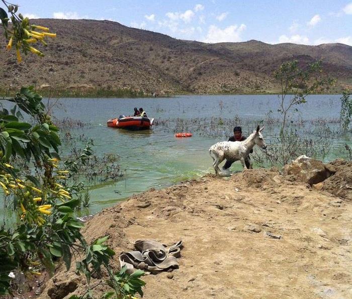 الدفاع المدني ينقذ ١٢ حمارًا غمرتها مياه سد الجنابين في بلجرشي‎