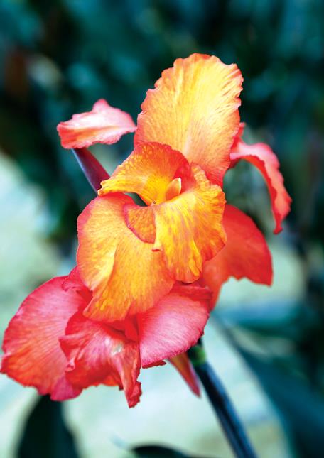 العين تتكحل بمليوني زهرة