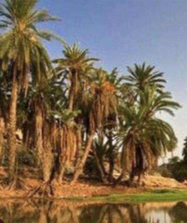 وفـاة شاب غرقاً في القنفذة بعدما حاول إنقاذ والد صديقه من الغرق  