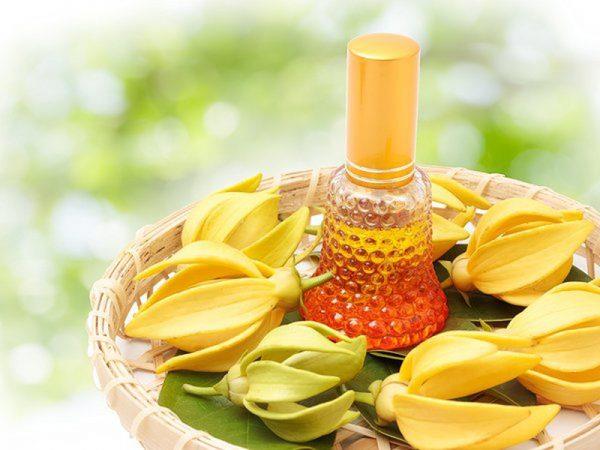 زيت زهرة يلانغ يلانغ