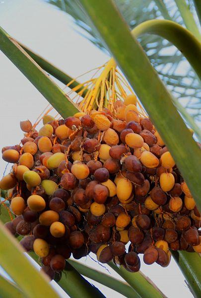 أكثر من 31 مليون نخلة في المملكة على مساحة 107 آلاف هكتار تنتج 1.5 مليون طن من التمور سنوياً (صور) أكثر من 31 مليون نخلة في المملكة على مساحة 107 آلاف هكتار تنتج 1.5 مليون طن من التمور سنوياً (صور)