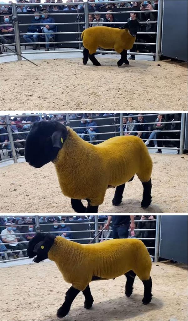 كبش ذهبي يباع بما يعادل 194 ألف ريال في مزاد بأيرلندا 