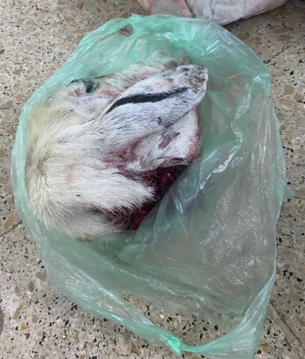 ضَبْط كميات من اللحوم مجهولة المصدر داخل مطبخ في الطائف