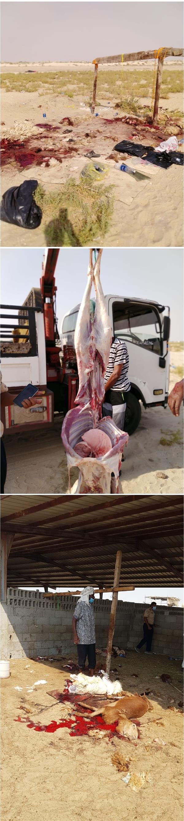 ضبط مخالفين يمارسون الذبح العشوائي