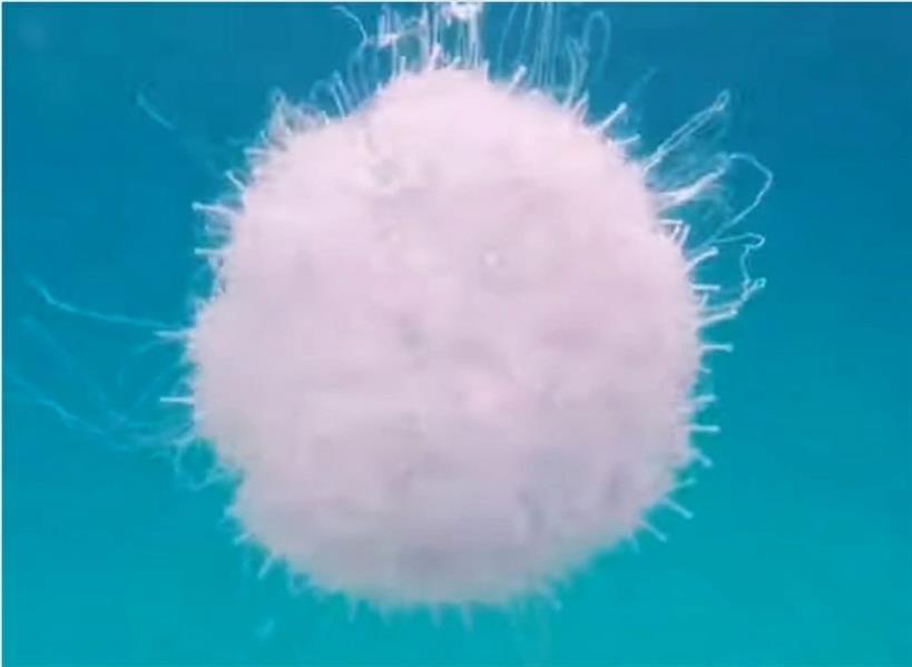 غواص يرصد حياة المخلوقات البحرية في أعماق البحر بجزر فرسان