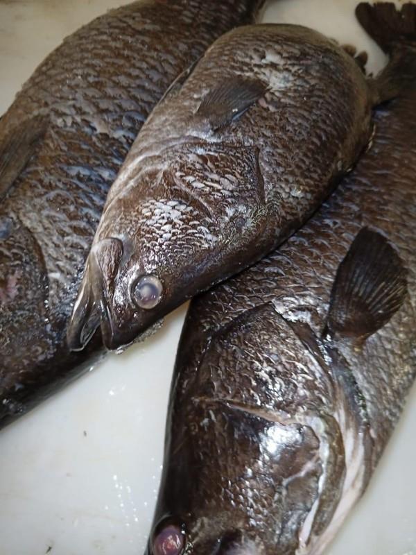 الخرج: مصادرة 111.5 كيلو من الأسماك والروبيان